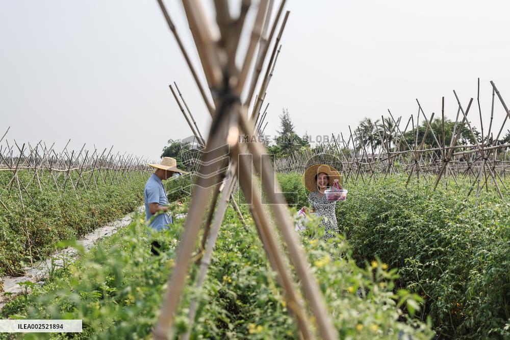 CHINA-HAINAN-DINGAN COUNTY-CHERRY TOMATO (CN)