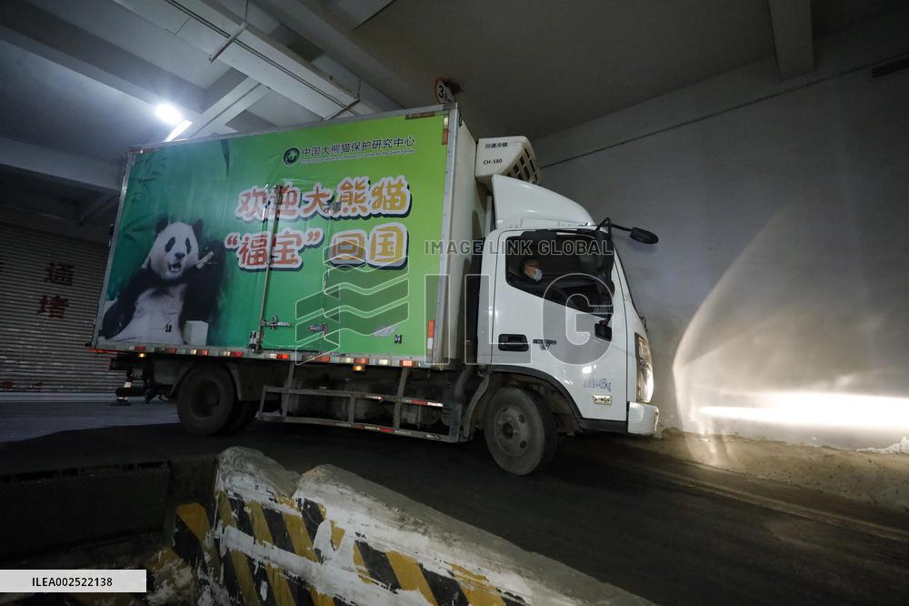CHINA-SICHUAN-CHENGDU-ROK-BORN-GIANT PANDA-RETURN (CN)