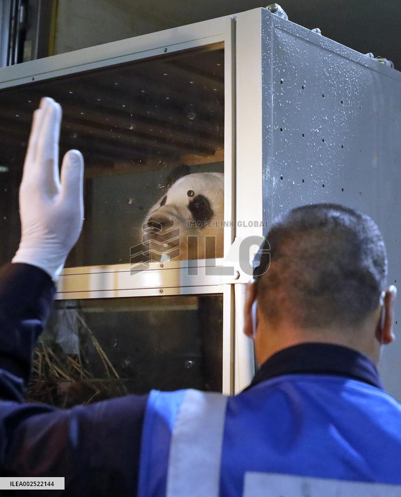 CHINA-SICHUAN-CHENGDU-ROK-BORN-GIANT PANDA-RETURN (CN)