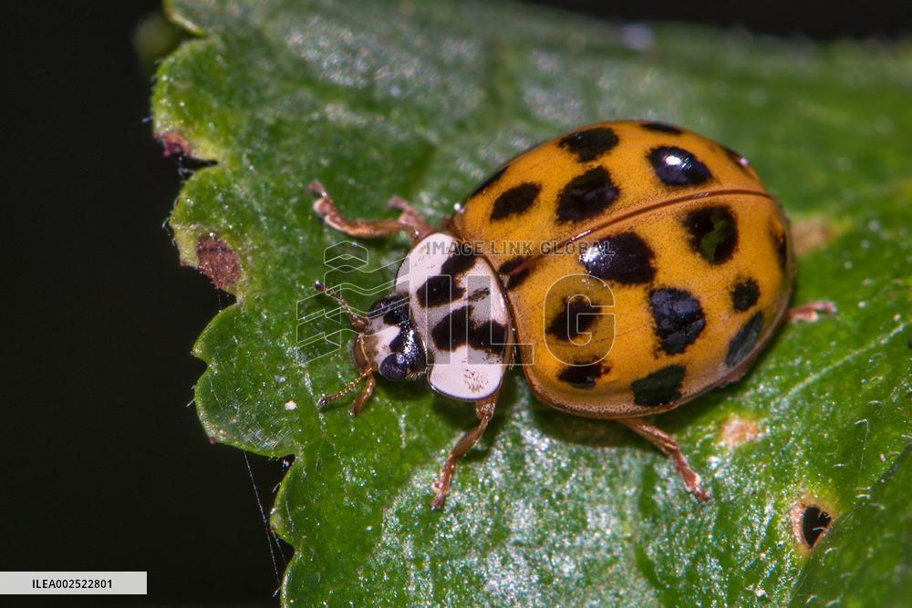 Asian Lady Beetles Considered An Invasive Species On A Global Scale - France