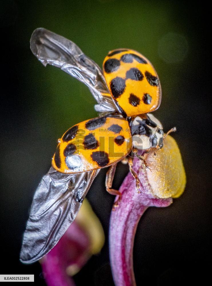 Asian Lady Beetles Considered An Invasive Species On A Global Scale - France
