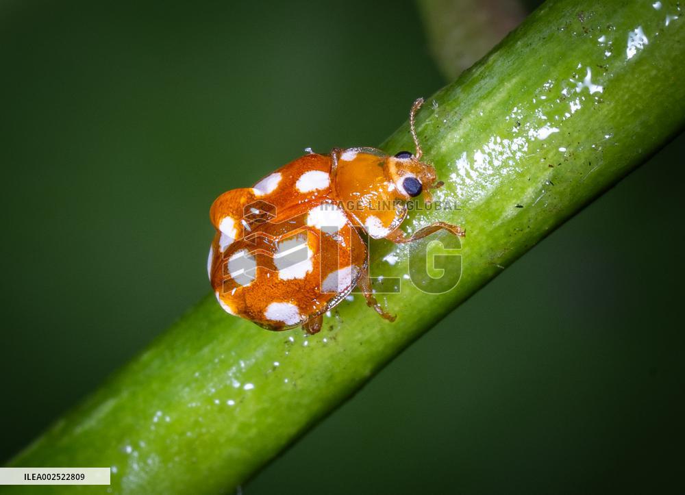 A Vibidia duodecimguttata is a species of ladybird beetle - France