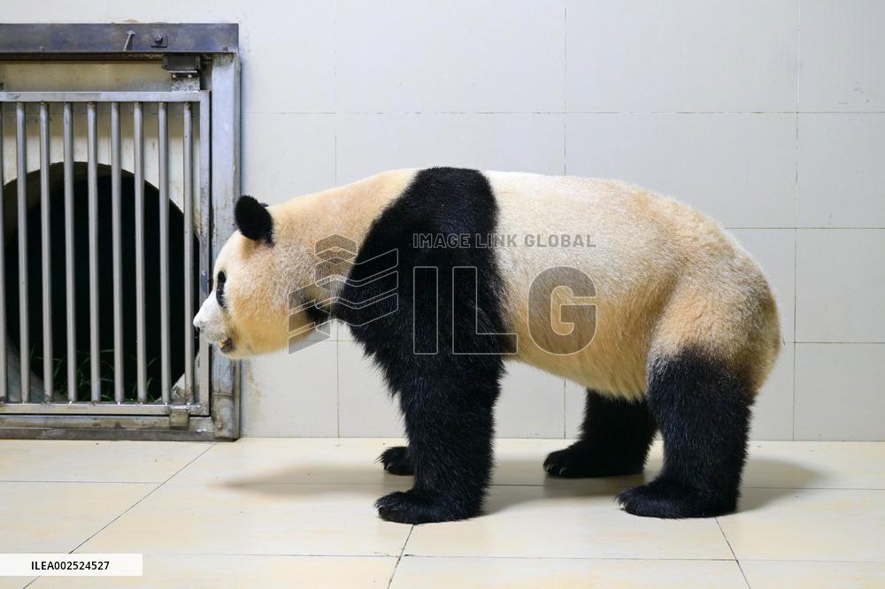 CHINA-SICHUAN-CHENGDU-ROK-BORN-GIANT PANDA-RETURN (CN)