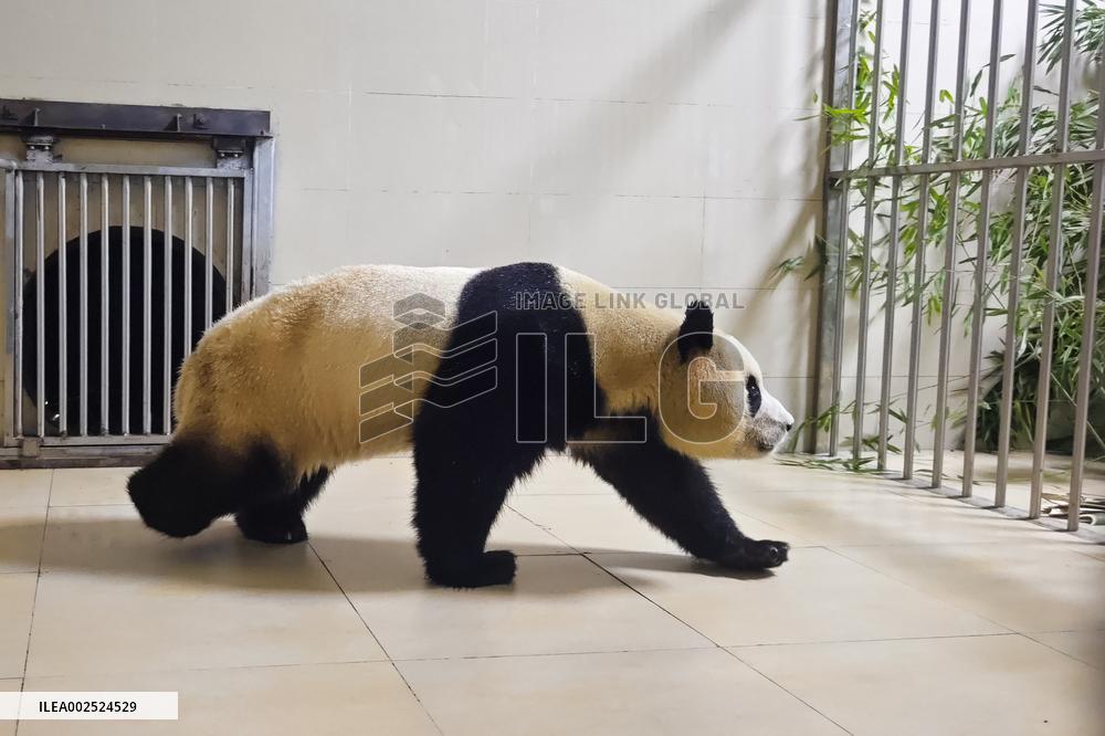 CHINA-SICHUAN-CHENGDU-ROK-BORN-GIANT PANDA-RETURN (CN)
