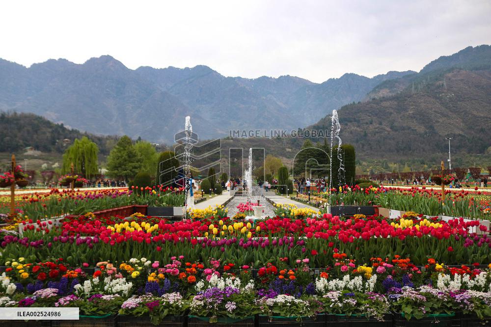 Tourist Visit The Asia's Largest Tulip Garden - India