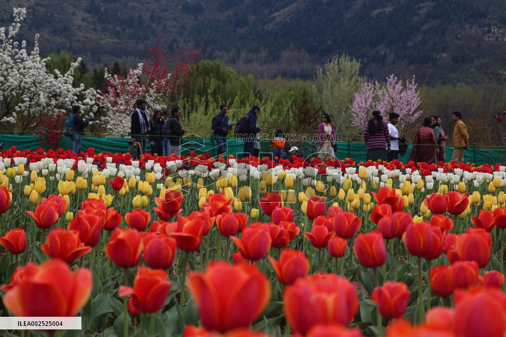 Tourist Visit The Asia's Largest Tulip Garden - India