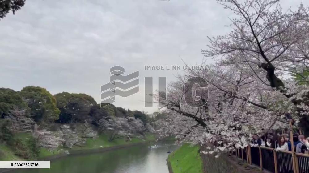 Japan: Cherry Blossoms Reach Full Bloom In Tokyo 2