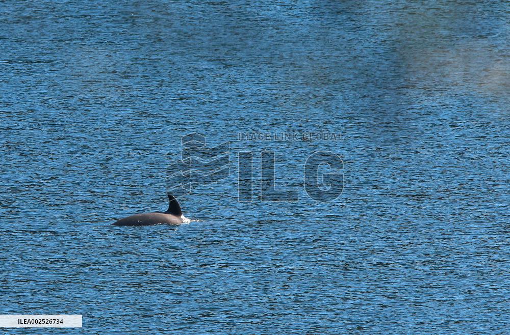 Efforts To Free Orphaned Orca - Canada