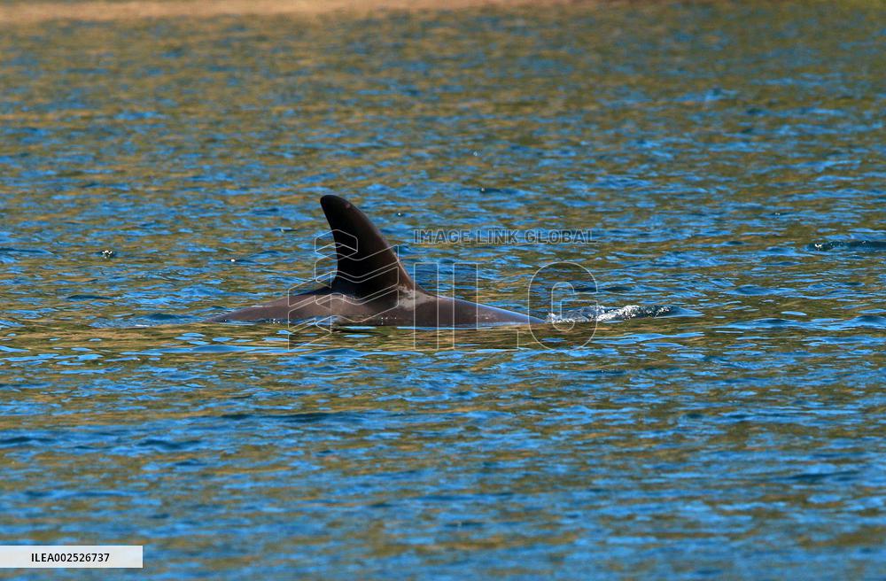 Efforts To Free Orphaned Orca - Canada
