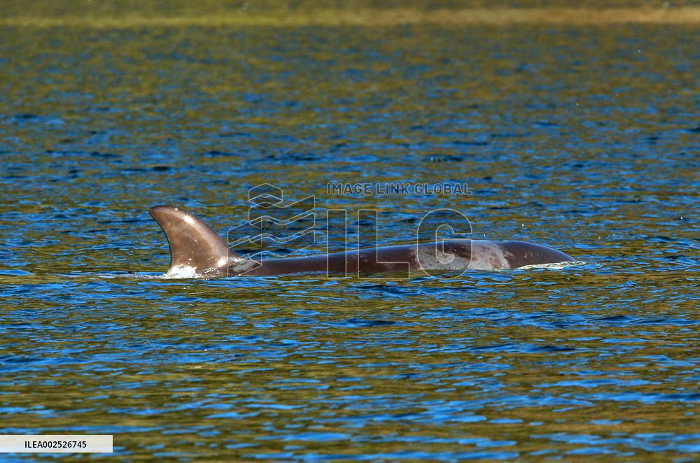 Efforts To Free Orphaned Orca - Canada