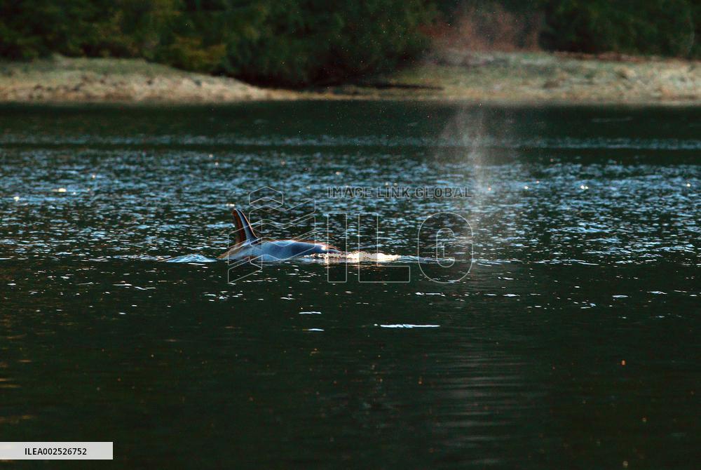 Efforts To Free Orphaned Orca - Canada