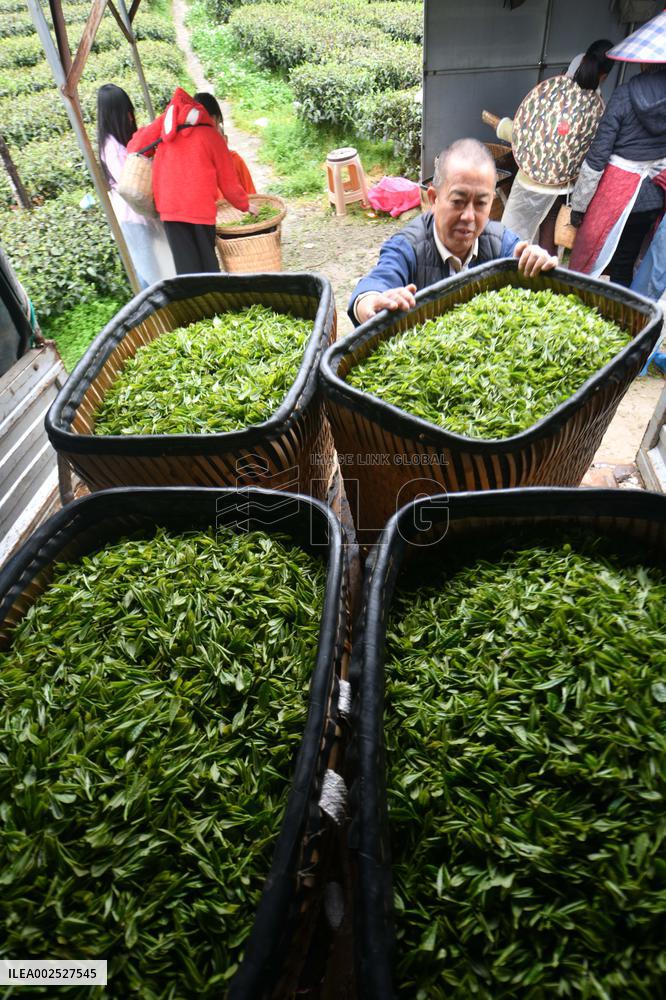 CHINA-GUIZHOU-YUQING-SPRING TEA (CN)