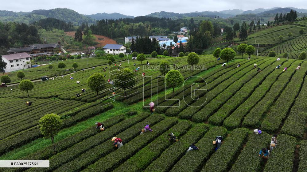 CHINA-GUIZHOU-YUQING-SPRING TEA (CN)