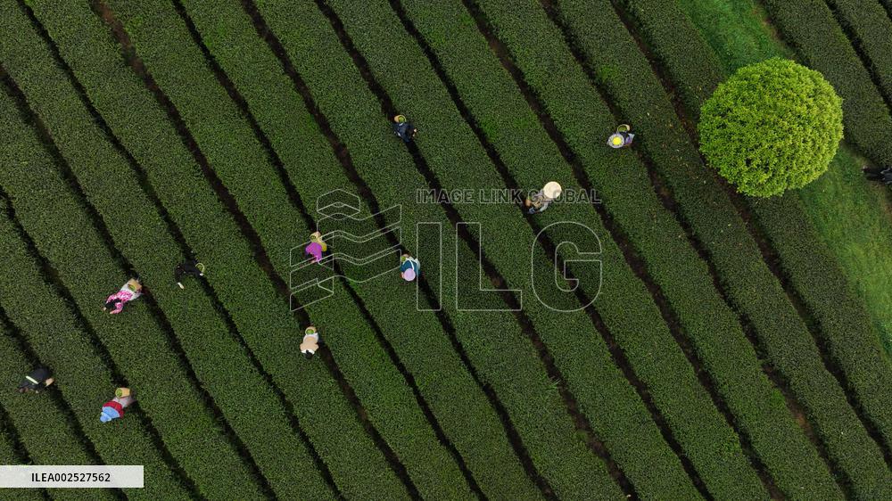 CHINA-GUIZHOU-YUQING-SPRING TEA (CN)