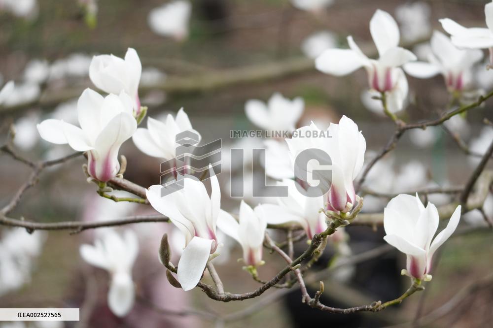 UKRAINE-KIEV-SPRING-FLOWERS