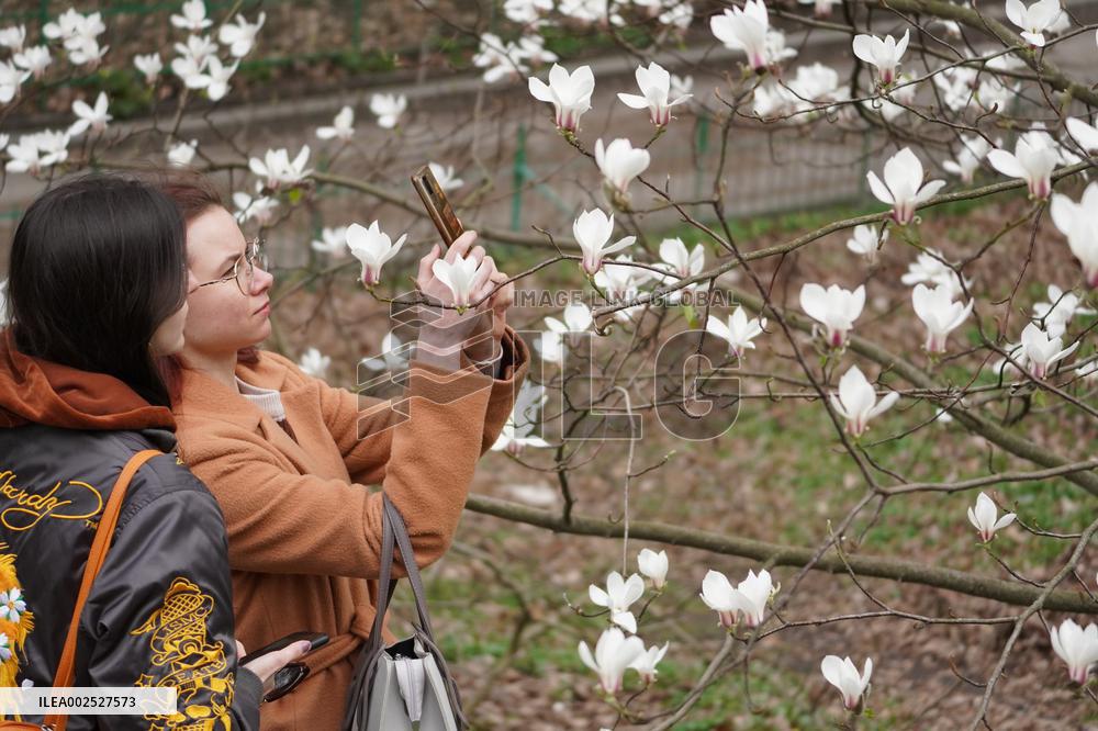 UKRAINE-KIEV-SPRING-FLOWERS