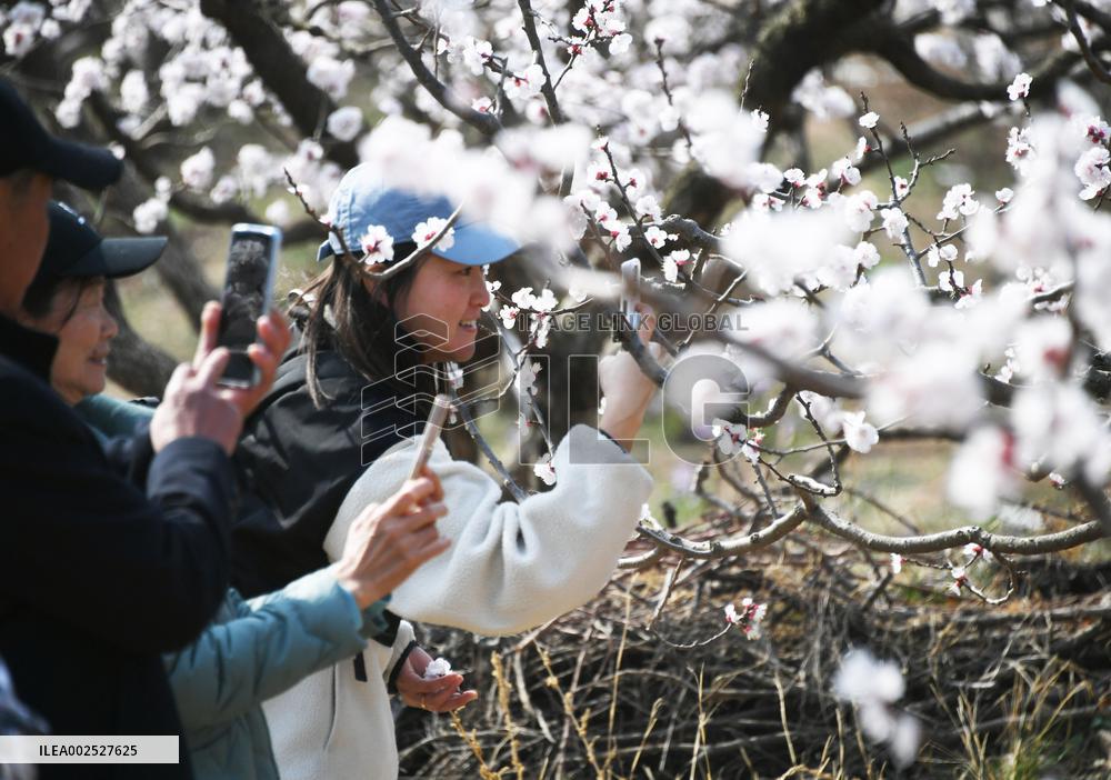 CHINA-BEIJING-PINGGU-APRICOT-BLOSSOMS (CN)