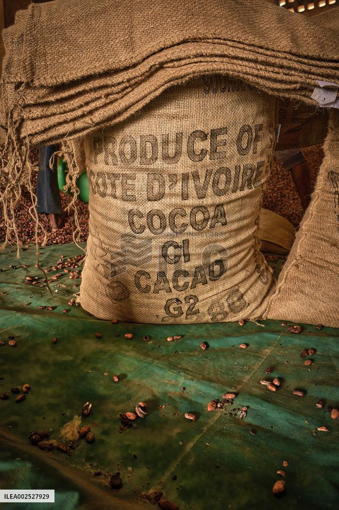 Plantation Of Cocoa - Ivory Coast