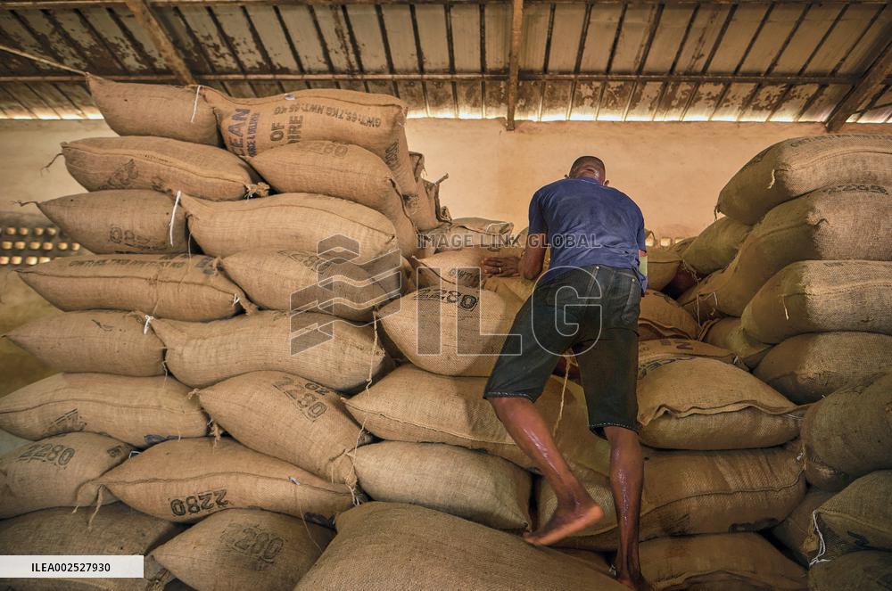 Plantation Of Cocoa - Ivory Coast