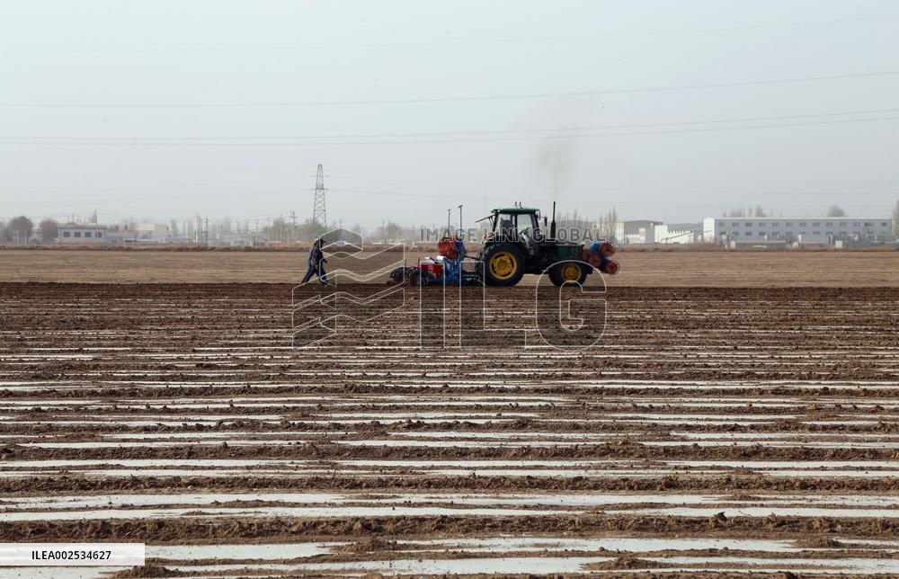 Sowing Cotton in Xinjiang