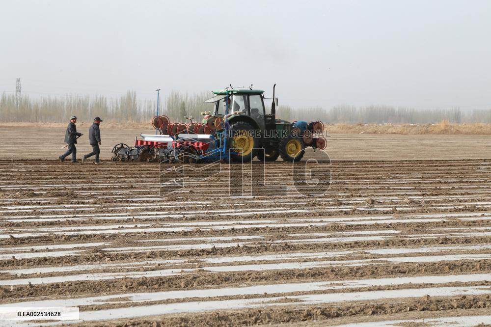 Sowing Cotton in Xinjiang