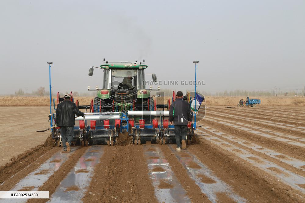 Sowing Cotton in Xinjiang