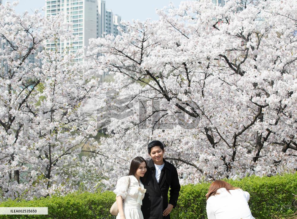 SOUTH KOREA-SEOUL-CHERRY BLOSSOM