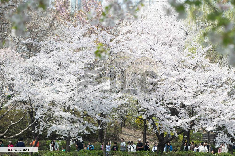 SOUTH KOREA-SEOUL-CHERRY BLOSSOM