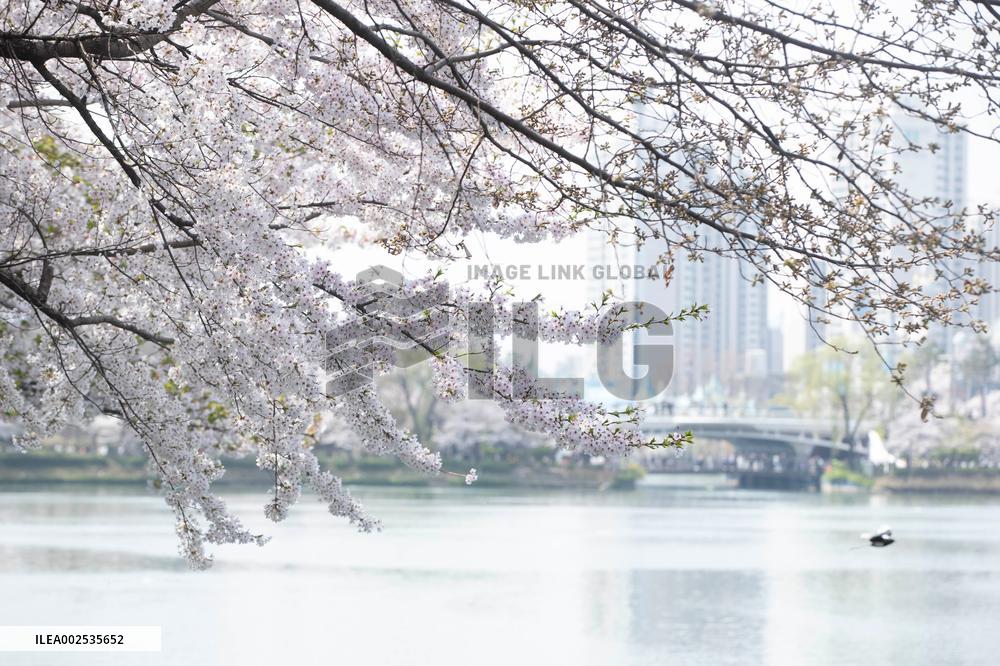 SOUTH KOREA-SEOUL-CHERRY BLOSSOM