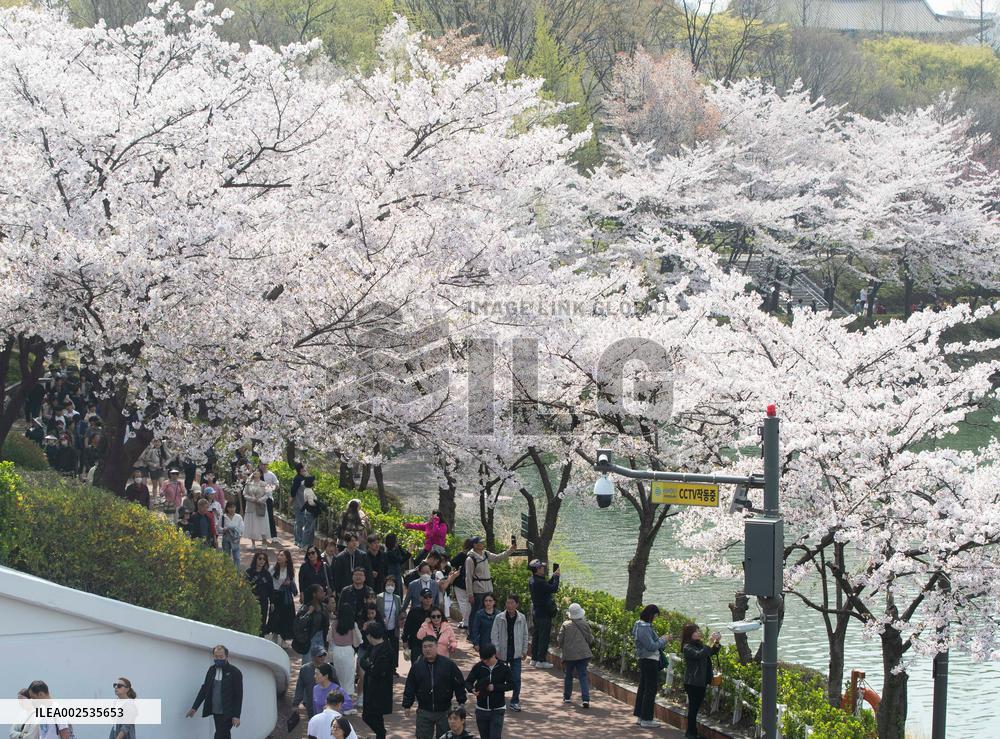 SOUTH KOREA-SEOUL-CHERRY BLOSSOM