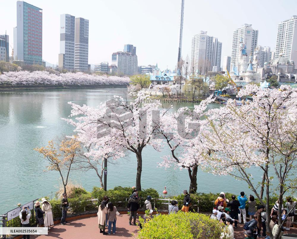 SOUTH KOREA-SEOUL-CHERRY BLOSSOM