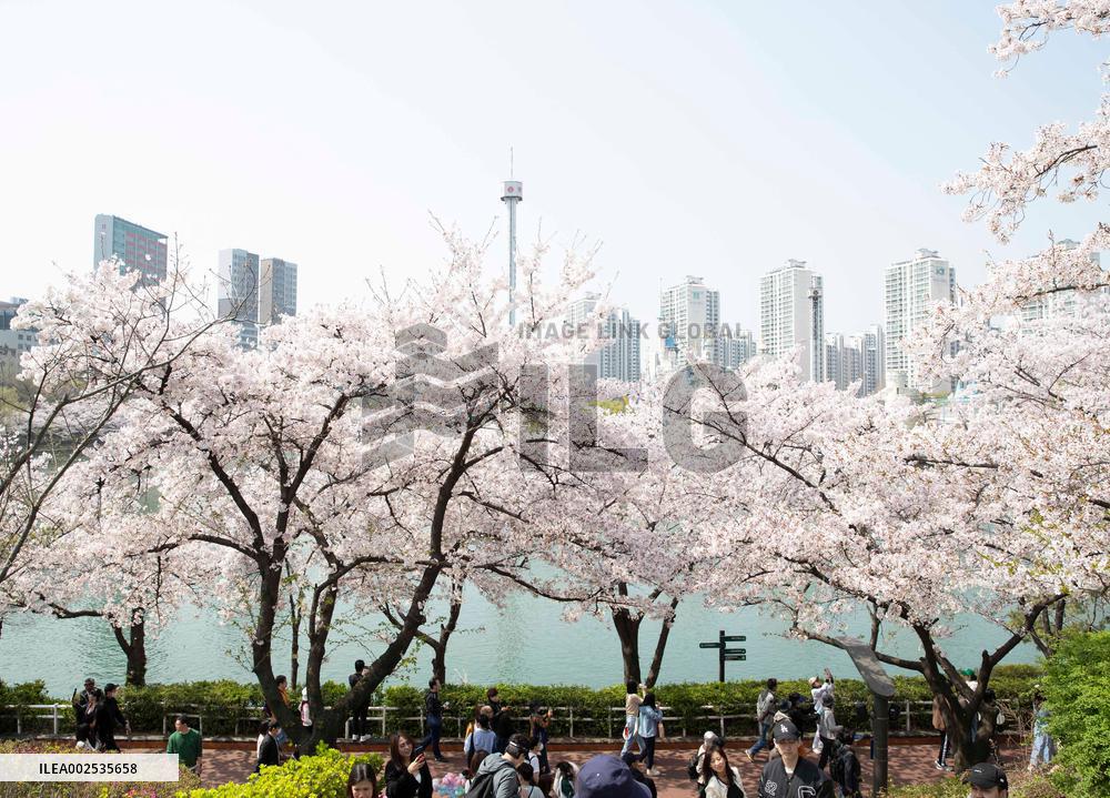 SOUTH KOREA-SEOUL-CHERRY BLOSSOM