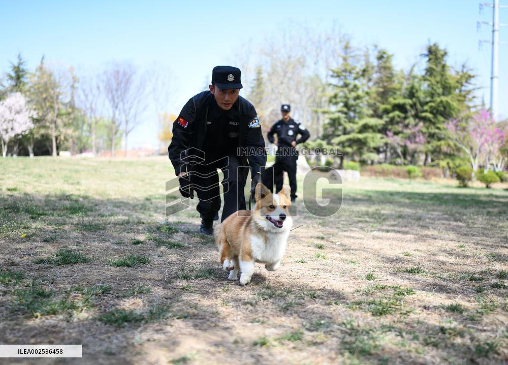 CHINA-SHANDONG-WEIFANG-POLICE DOG-CORGI (CN)