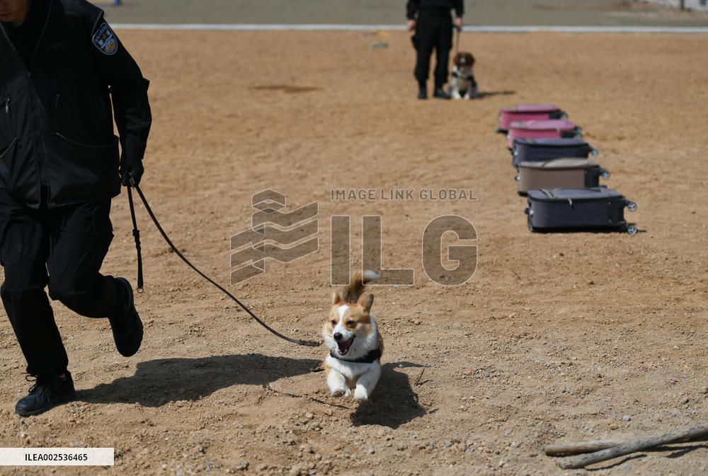 CHINA-SHANDONG-WEIFANG-POLICE DOG-CORGI (CN)