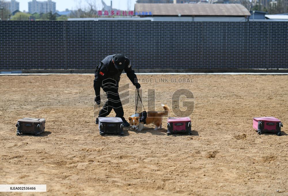 CHINA-SHANDONG-WEIFANG-POLICE DOG-CORGI (CN)
