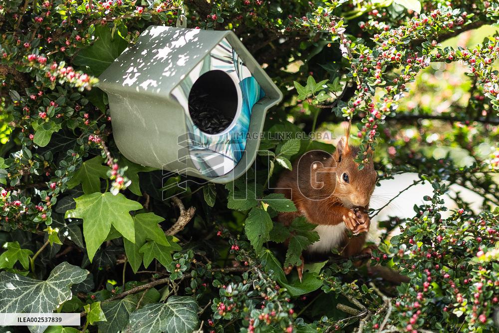 Red Squirrel - Cesson-Cevigne