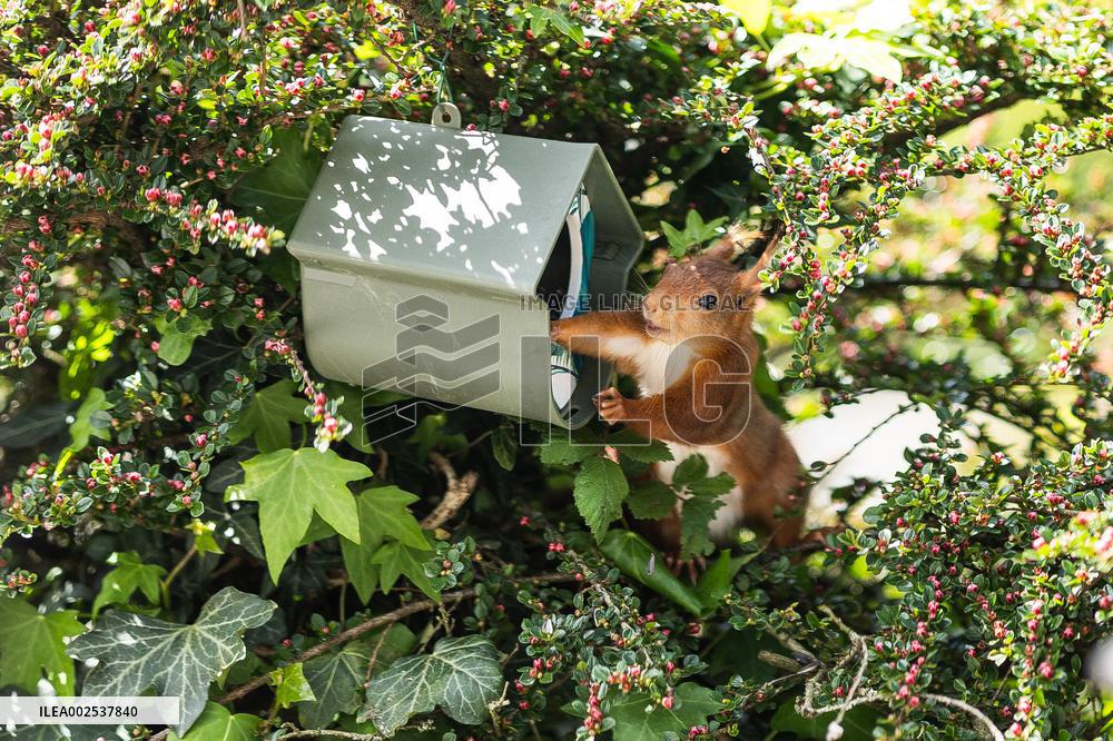 Red Squirrel - Cesson-Cevigne