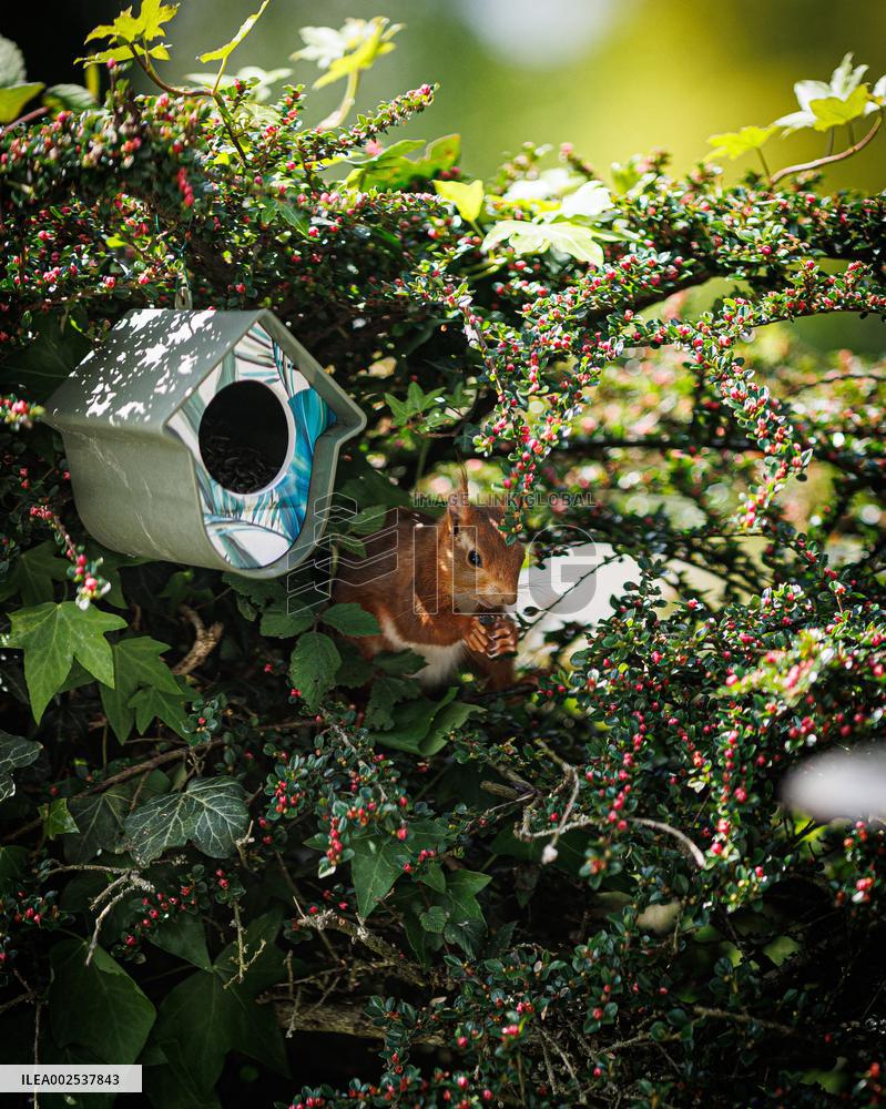 Red Squirrel - Cesson-Cevigne