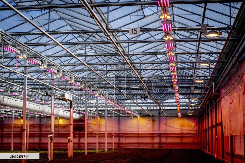 Greenhouses - Netherlands