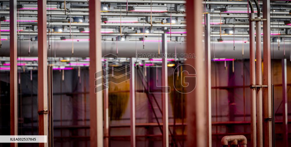 Greenhouses - Netherlands