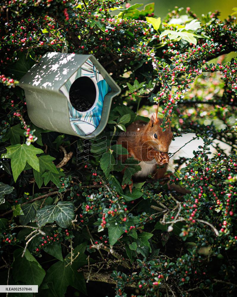 Red Squirrel - Cesson-Cevigne