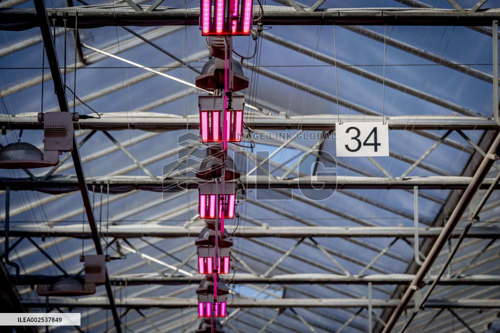Greenhouses - Netherlands
