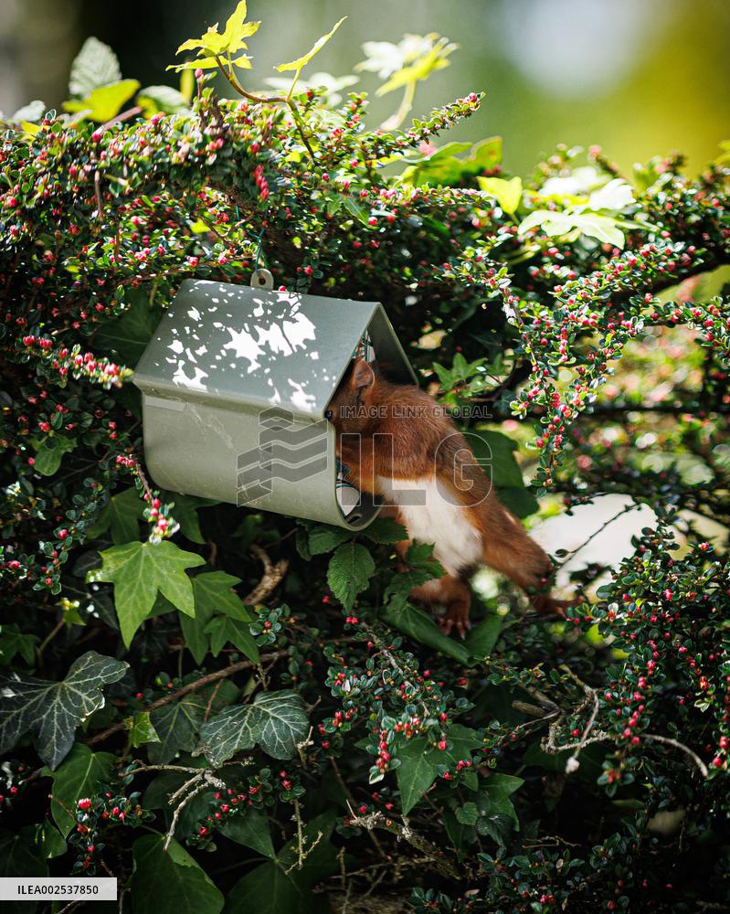 Red Squirrel - Cesson-Cevigne