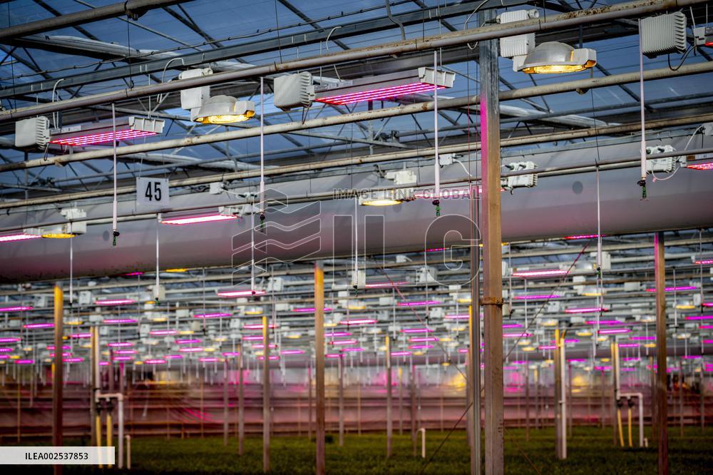 Greenhouses - Netherlands