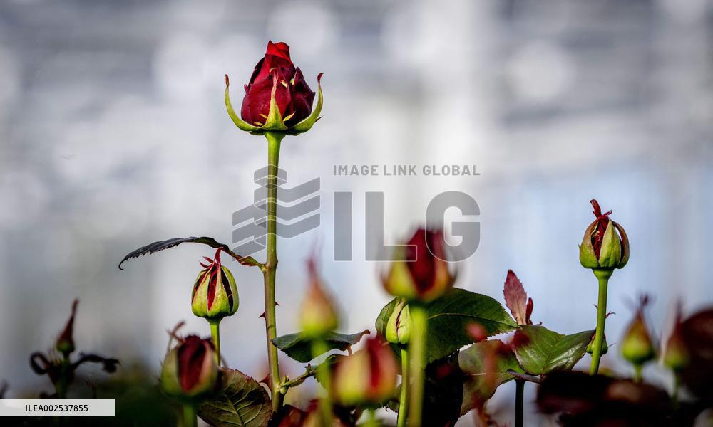 Greenhouses - Netherlands