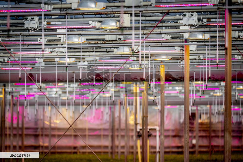 Greenhouses - Netherlands