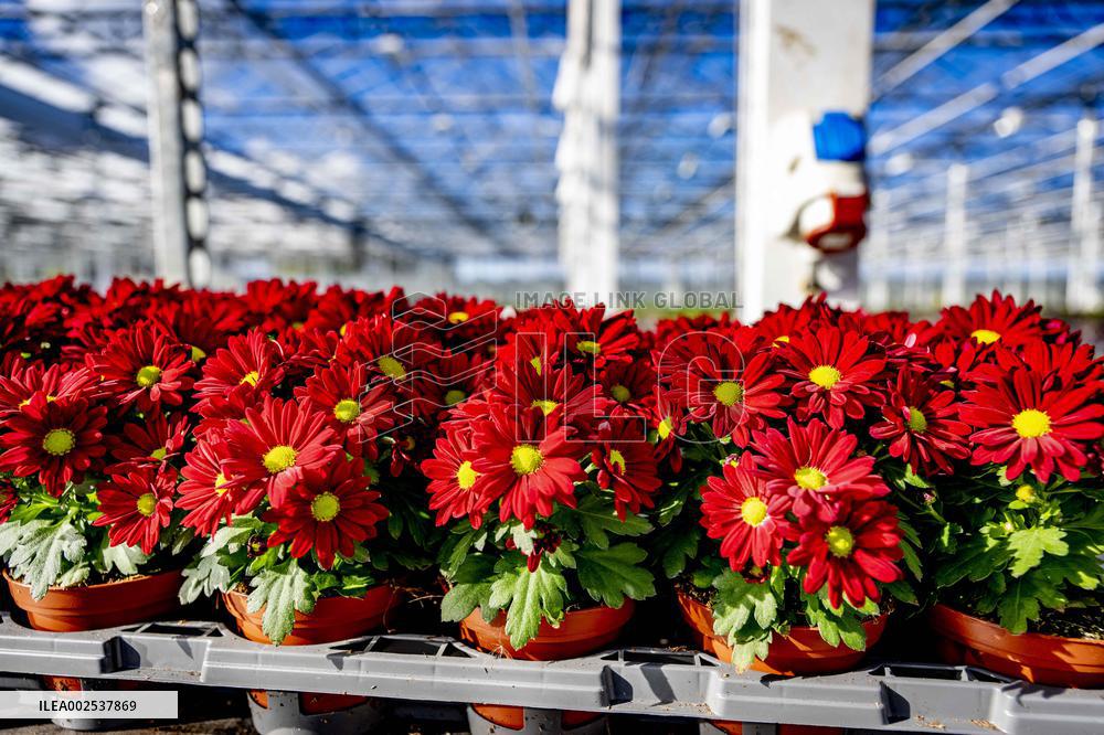 Greenhouses - Netherlands