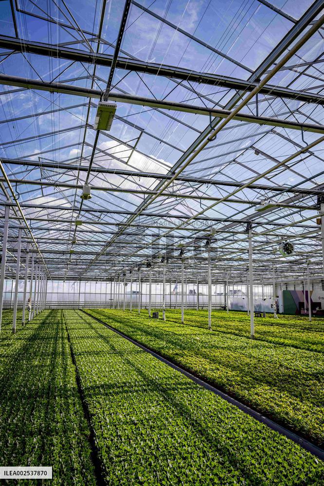 Greenhouses - Netherlands