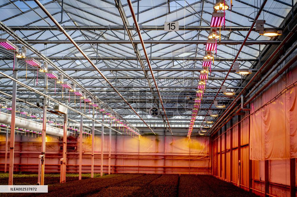 Greenhouses - Netherlands