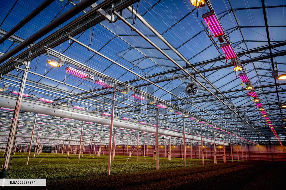 Greenhouses - Netherlands